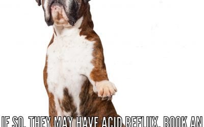 Does Your Dog Have Acid Reflux?